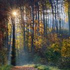 Herbstliche Wienerwaldimpression