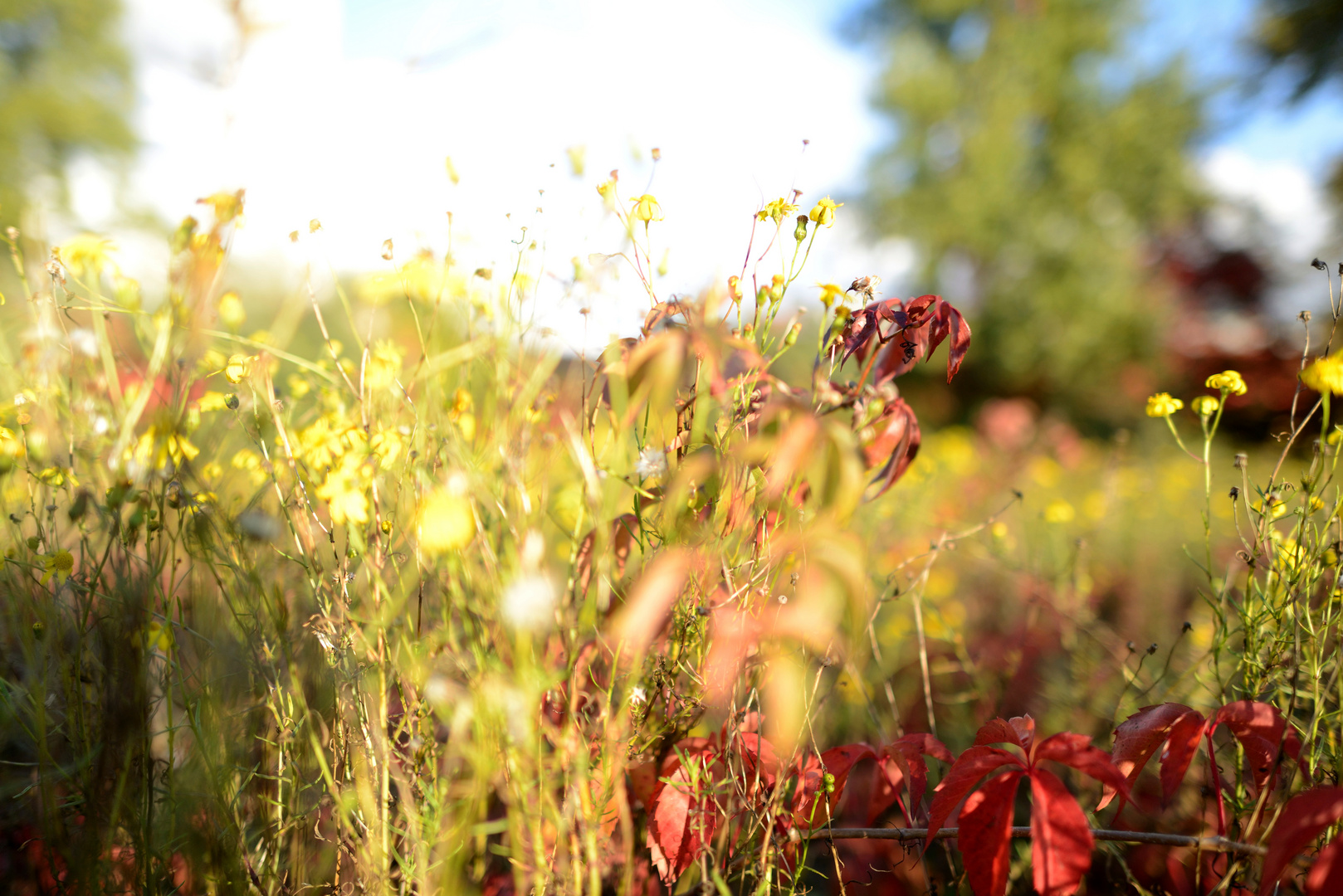 Herbstliche Wiese im Abendlicht