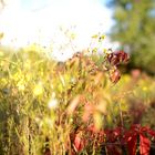 Herbstliche Wiese im Abendlicht