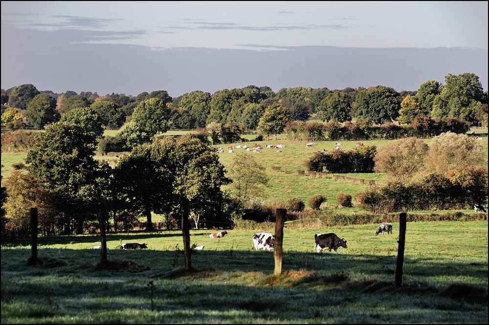 Herbstliche Wiesenlandschaft in Eynatten