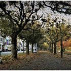 Herbstliche Wilhelmstraße, Wiesbaden