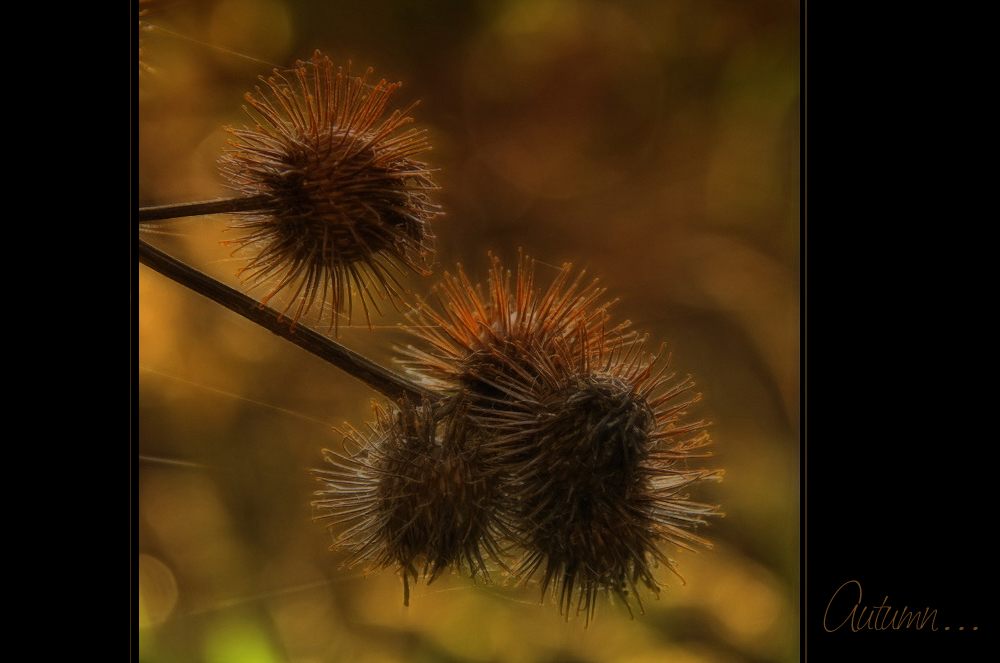 HERBSTLICHE WOCHENENDGRÜSSE ...