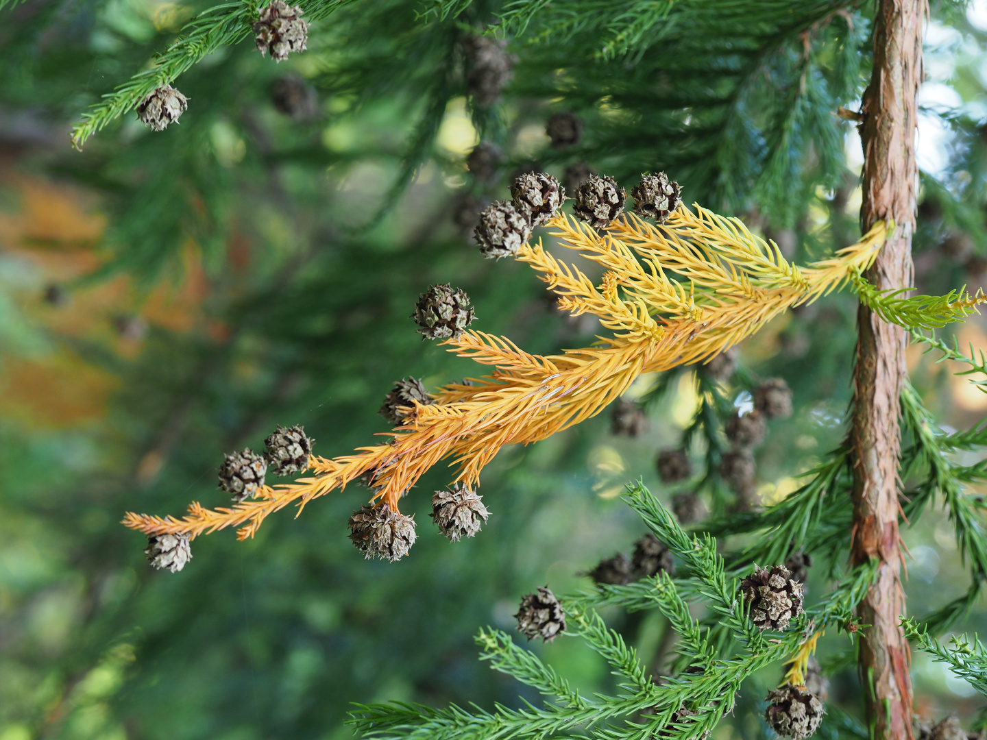 herbstliche Zapfen