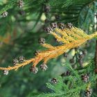 herbstliche Zapfen