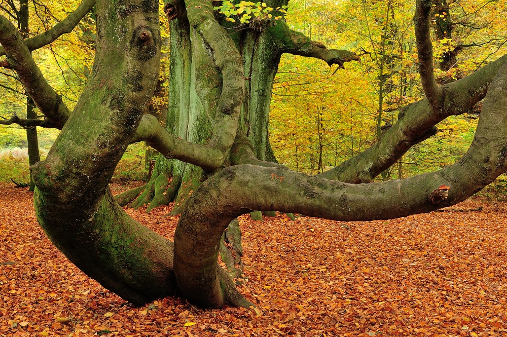 Herbstliche Zeiten