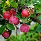    herbstliche Zieräpfelchen 