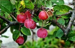    herbstliche Zieräpfelchen 