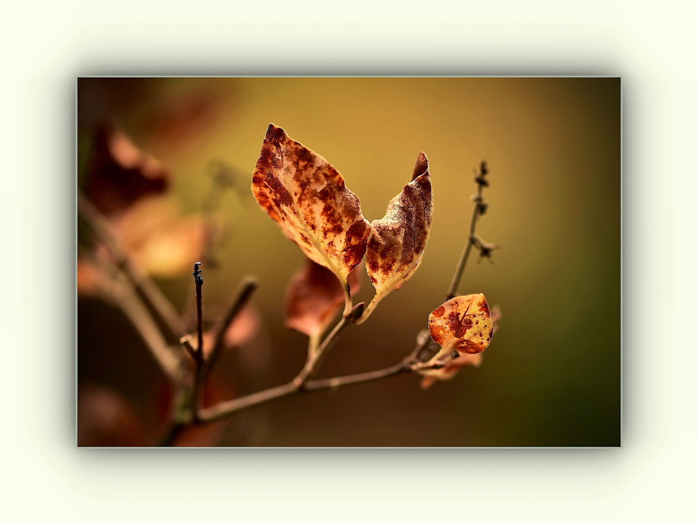 herbstliche Zweige