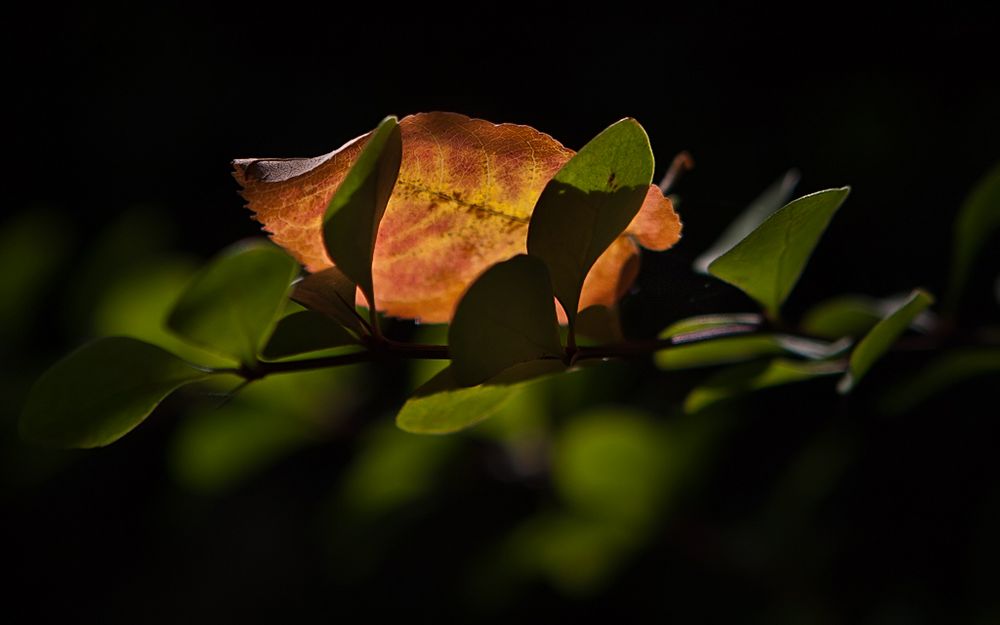 herbstlichen "Sonne"