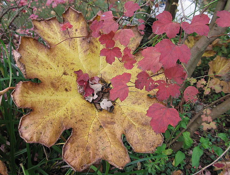 Herbstlicher Abfalleimer