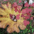 Herbstlicher Abfalleimer