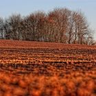 Herbstlicher Acker bei Hahnbach