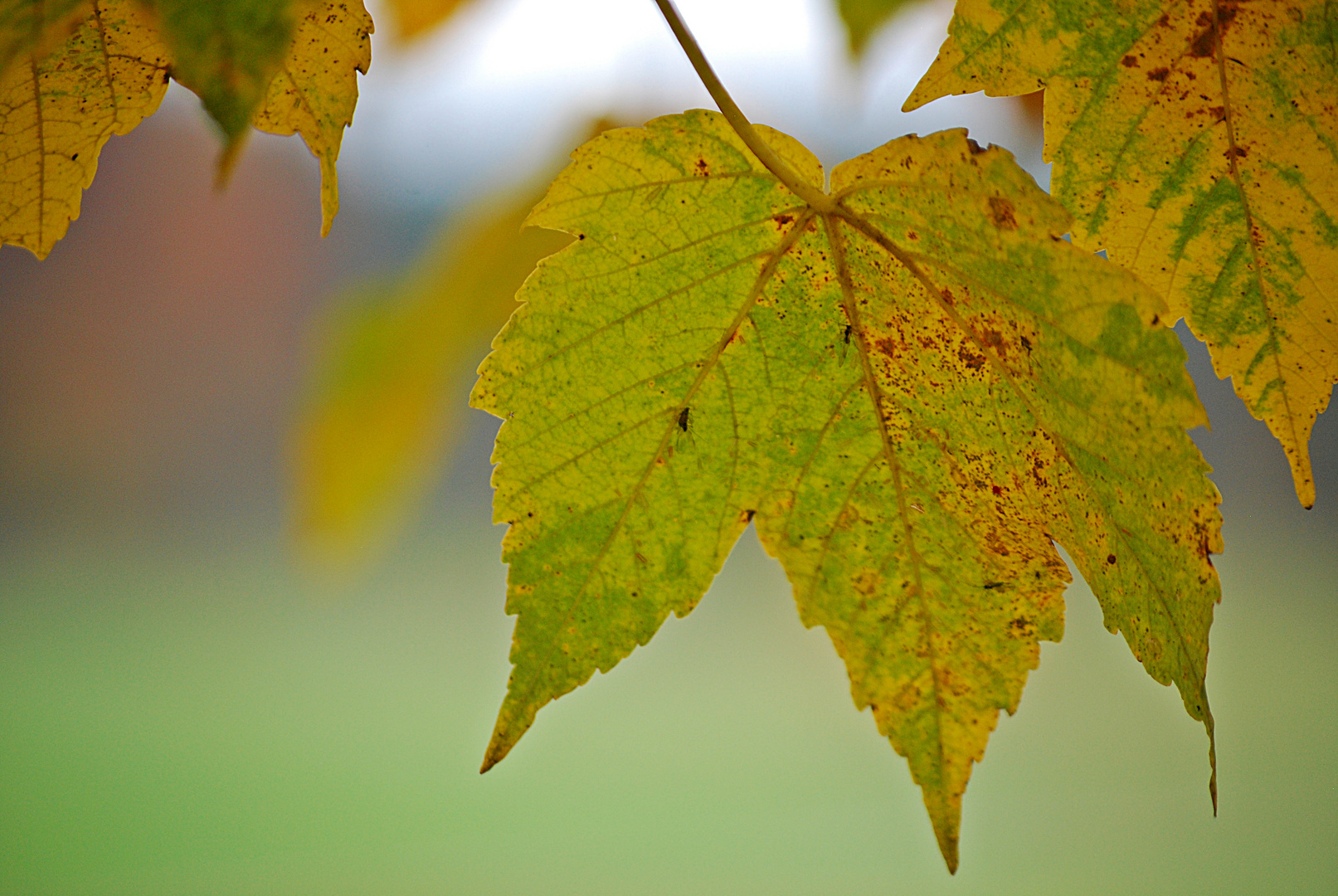 herbstlicher Ahorn...