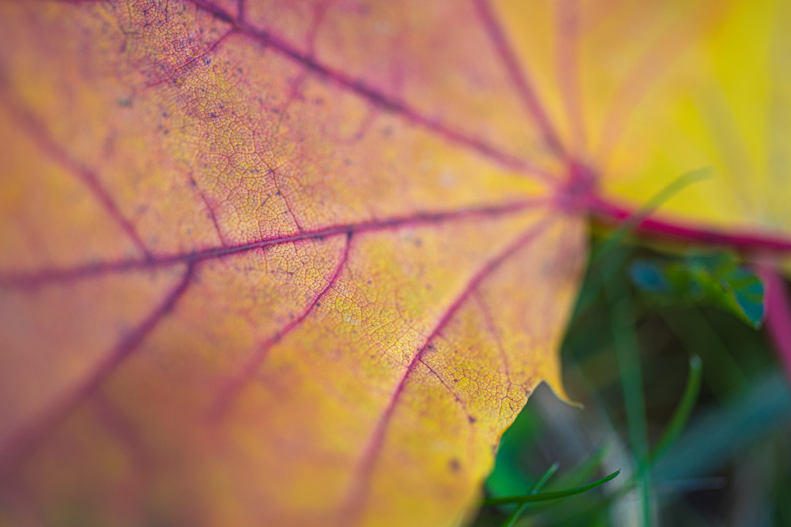 Herbstlicher Ahorn