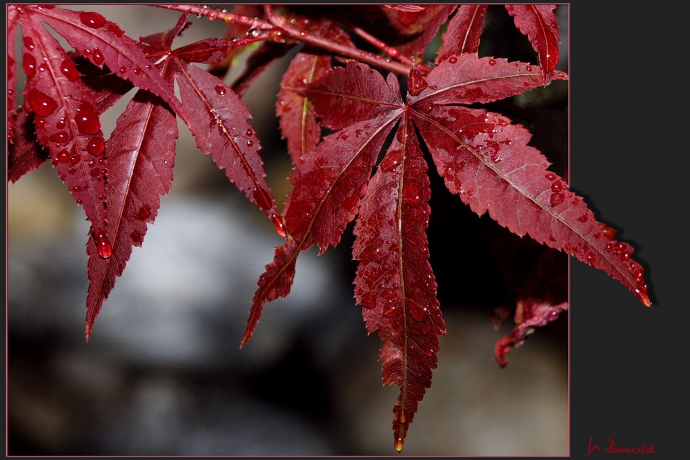 ~ Herbstlicher Ahorn ~