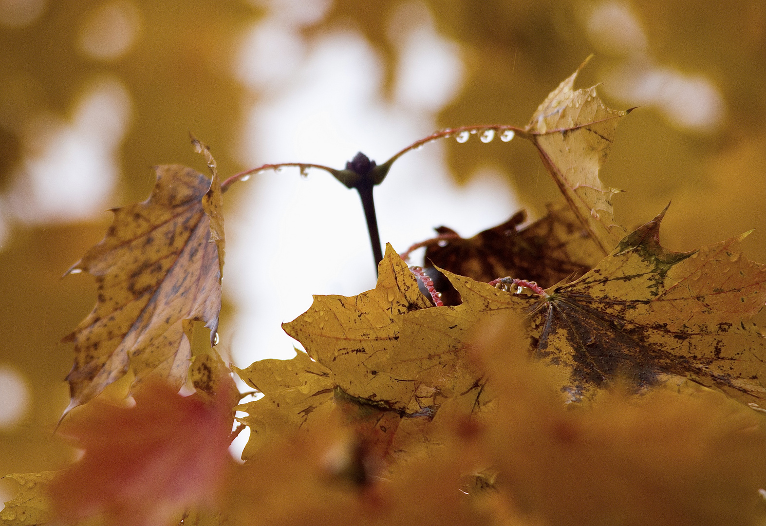 Herbstlicher Ahorn