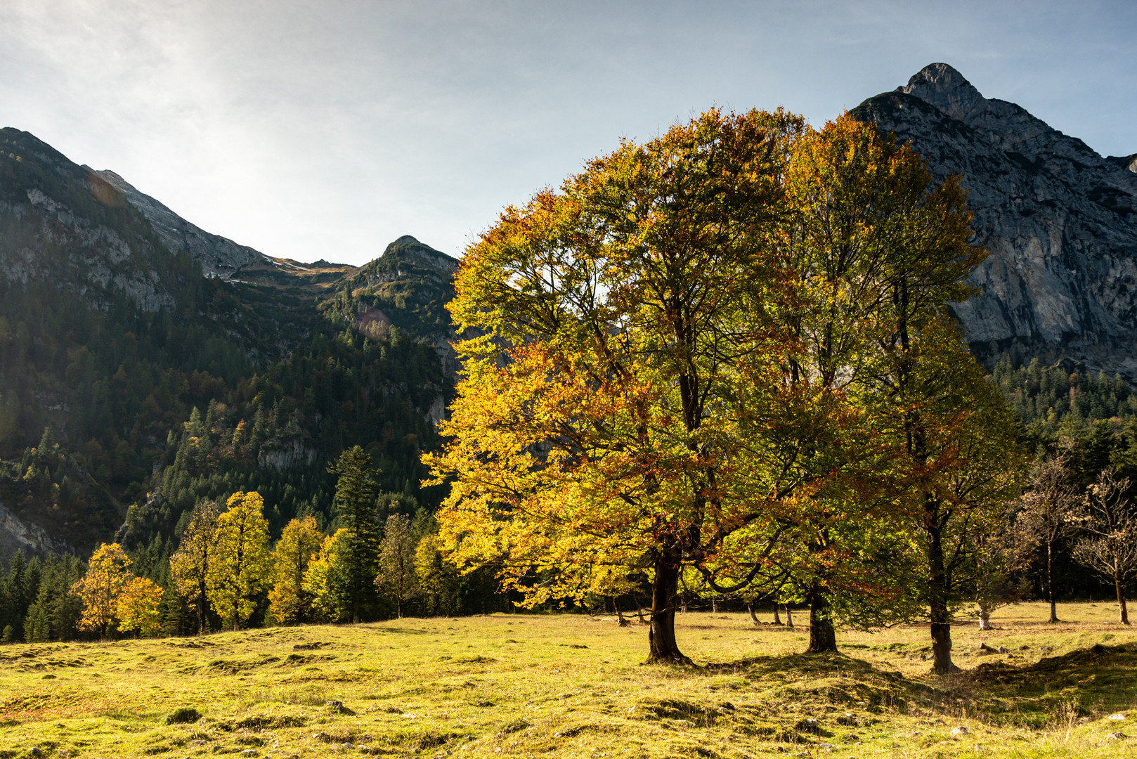 herbstlicher Ahorn