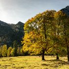 herbstlicher Ahorn