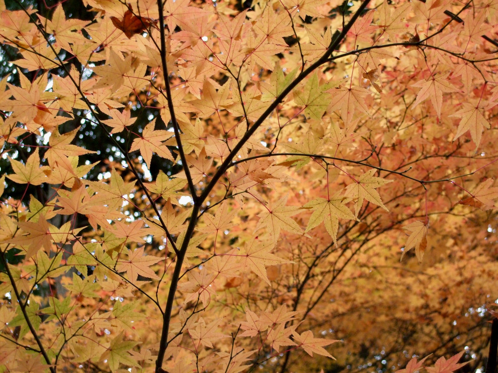 Herbstlicher Ahorn (?) bei Kyoto, Japan