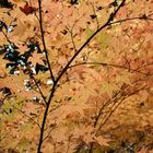 Herbstlicher Ahorn (?) bei Kyoto, Japan