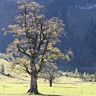 herbstlicher Ahorn