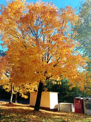 Herbstlicher Ahorn vor, aber nicht Müll