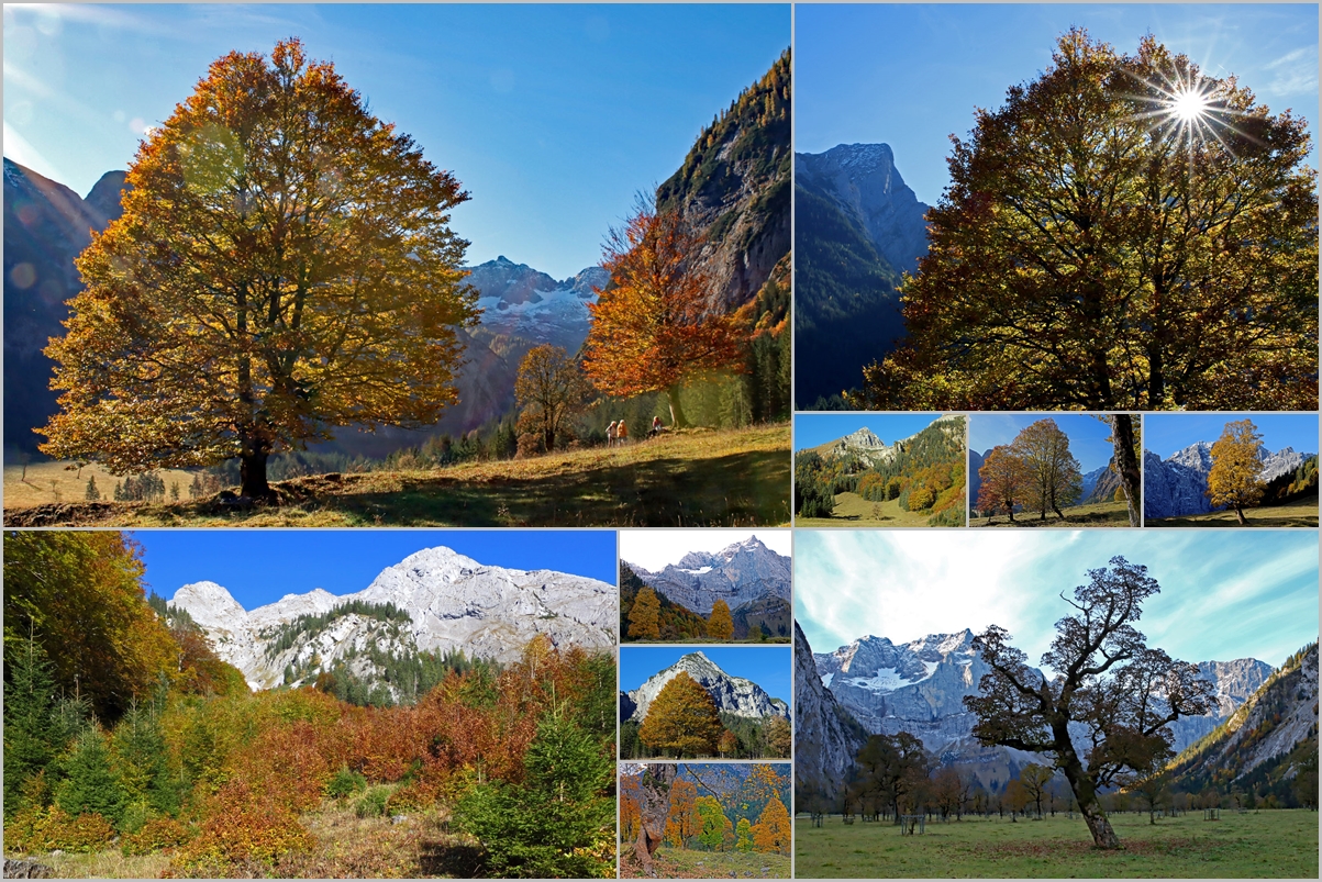 Herbstlicher Ahornboden