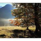 Herbstlicher Ahornboden