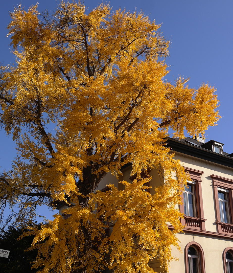 Herbstlicher Akzent in der Stadt Hanau