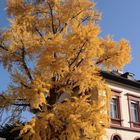 Herbstlicher Akzent in der Stadt Hanau