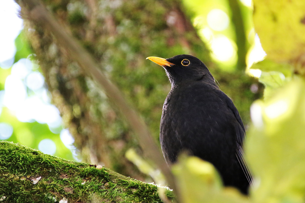 herbstlicher "Amsel-Gruß"