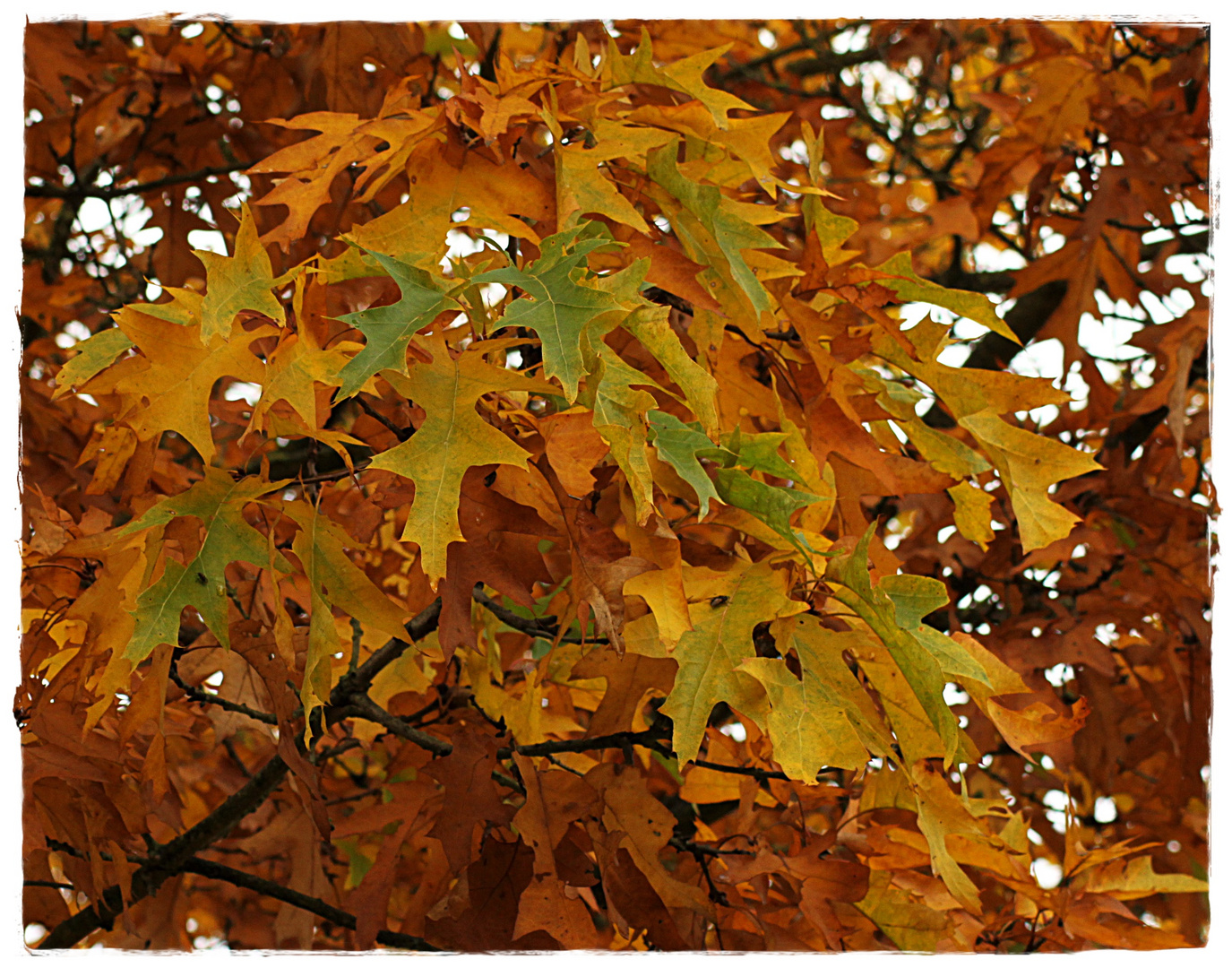 Herbstlicher Anblick