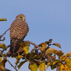 Herbstlicher Ansitz