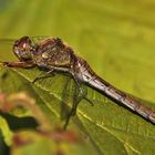 Herbstlicher Ansitz der gemeinen Heidelibelle