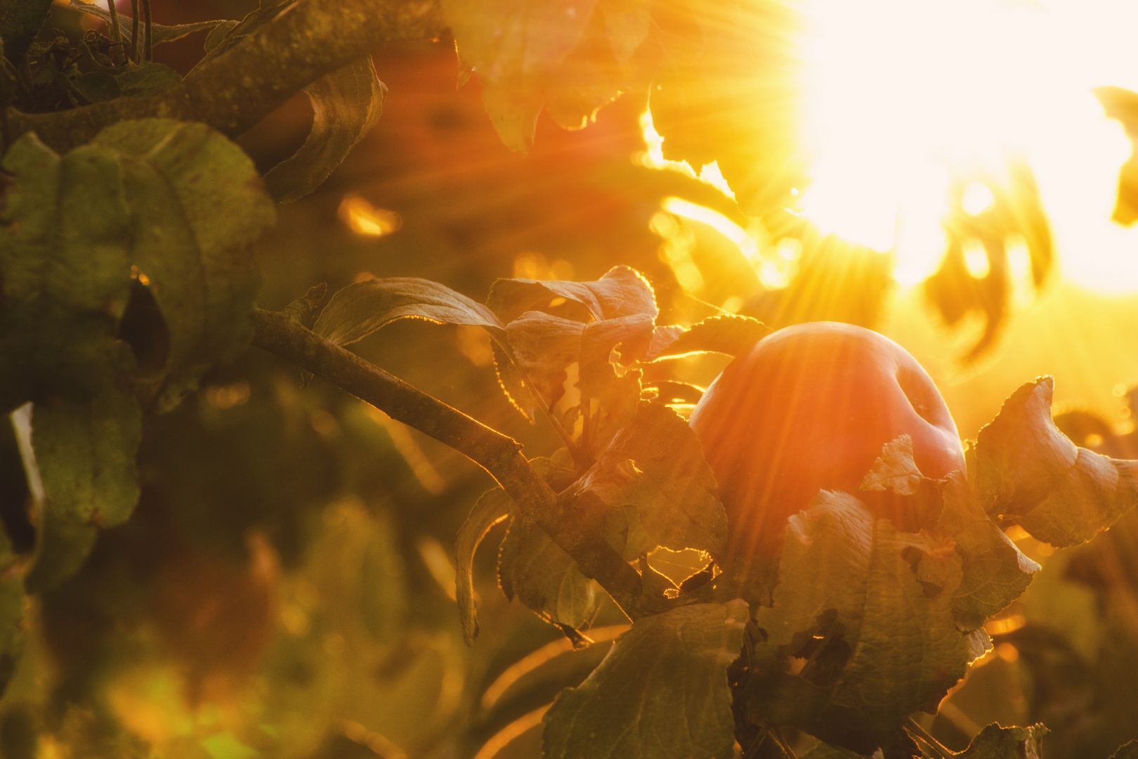 Herbstlicher Apfel