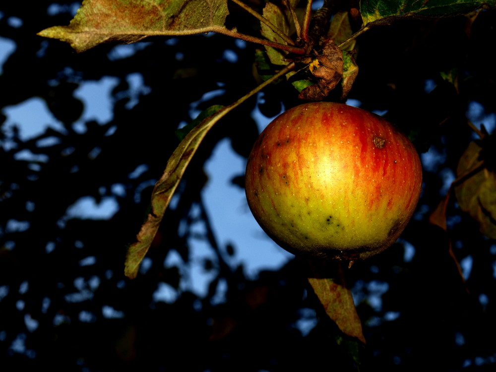 Herbstlicher Apfel