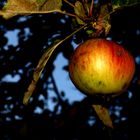 Herbstlicher Apfel