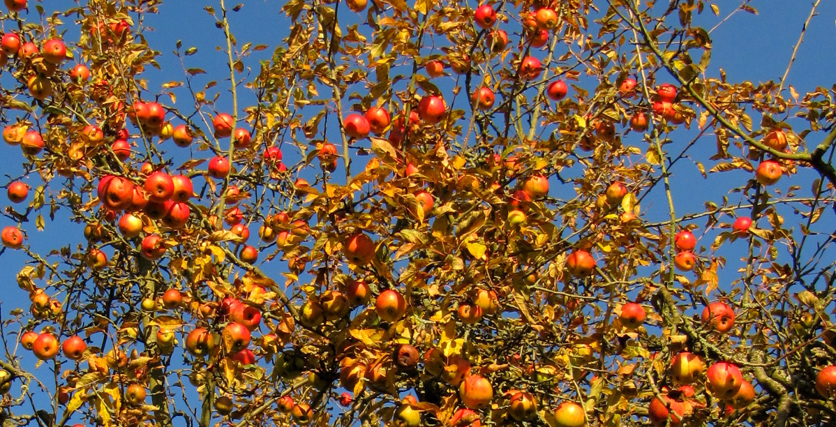 Herbstlicher Apfelbaum