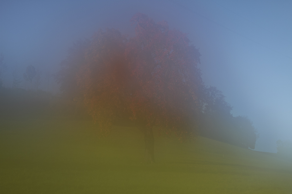 Herbstlicher Apfelbaum hinter Hauch von Nebel