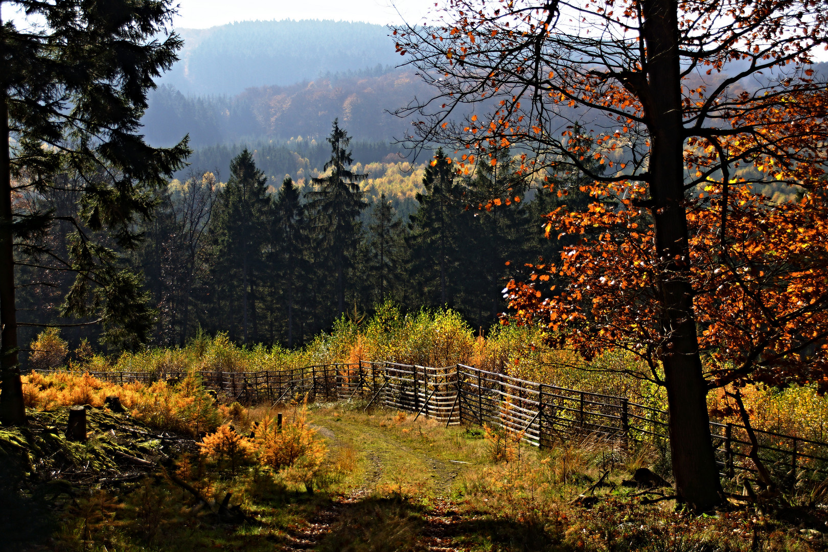 Herbstlicher Arnsberger Wald
