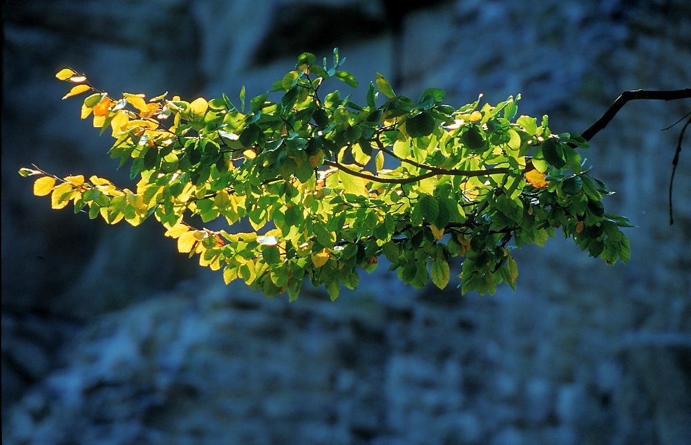 herbstlicher Ast im Steinwald