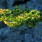 herbstlicher Ast im Steinwald