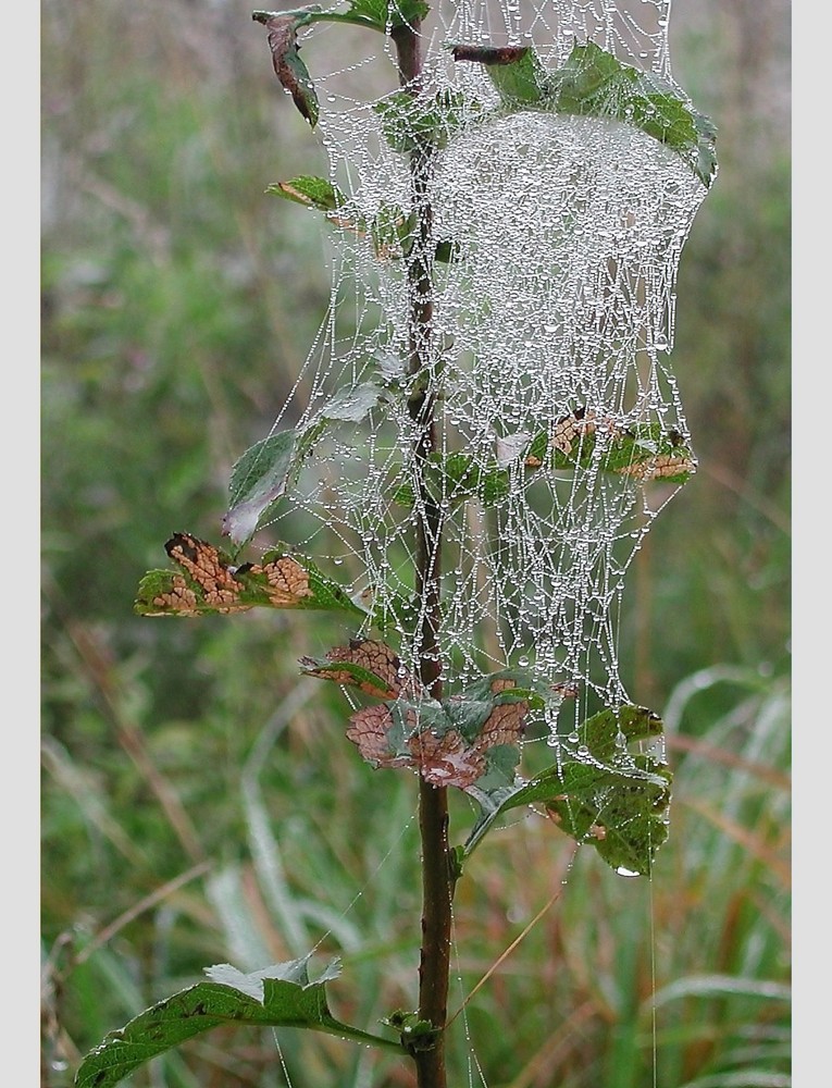 Herbstlicher Augenschmaus.