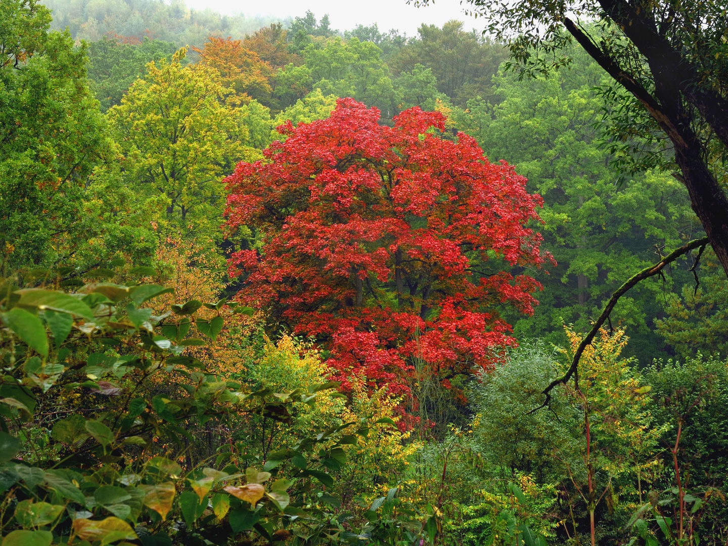 Herbstlicher Auwald im Regen, an der Ruhr bei Arnsberg mit Rotahorn