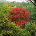 Herbstlicher Auwald im Regen, an der Ruhr bei Arnsberg mit Rotahorn