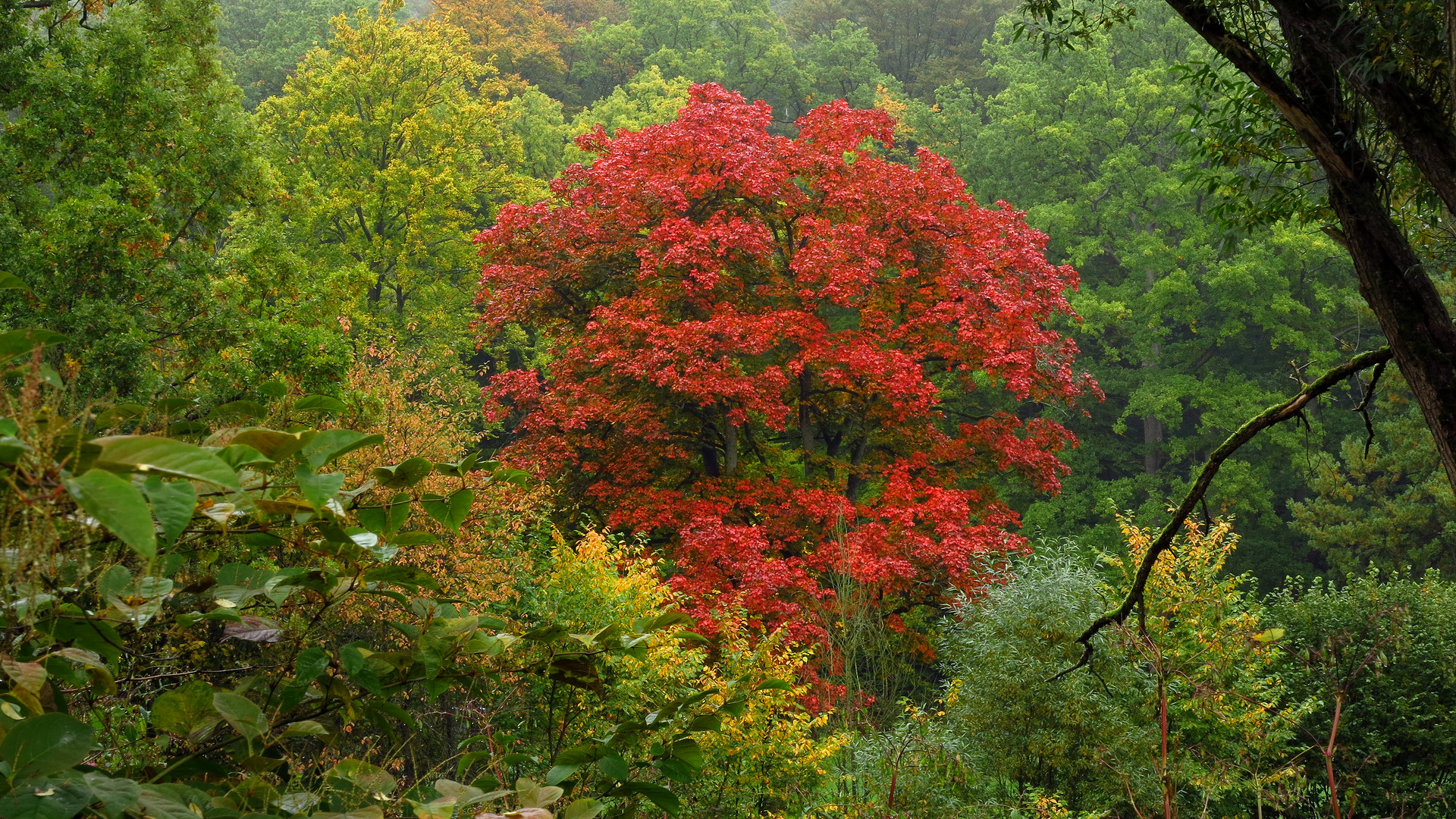 Herbstlicher Auwald im Regen mit Rotahorn, an der Ruhr bei Arnsberg