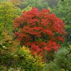 Herbstlicher Auwald im Regen mit Rotahorn, an der Ruhr bei Arnsberg