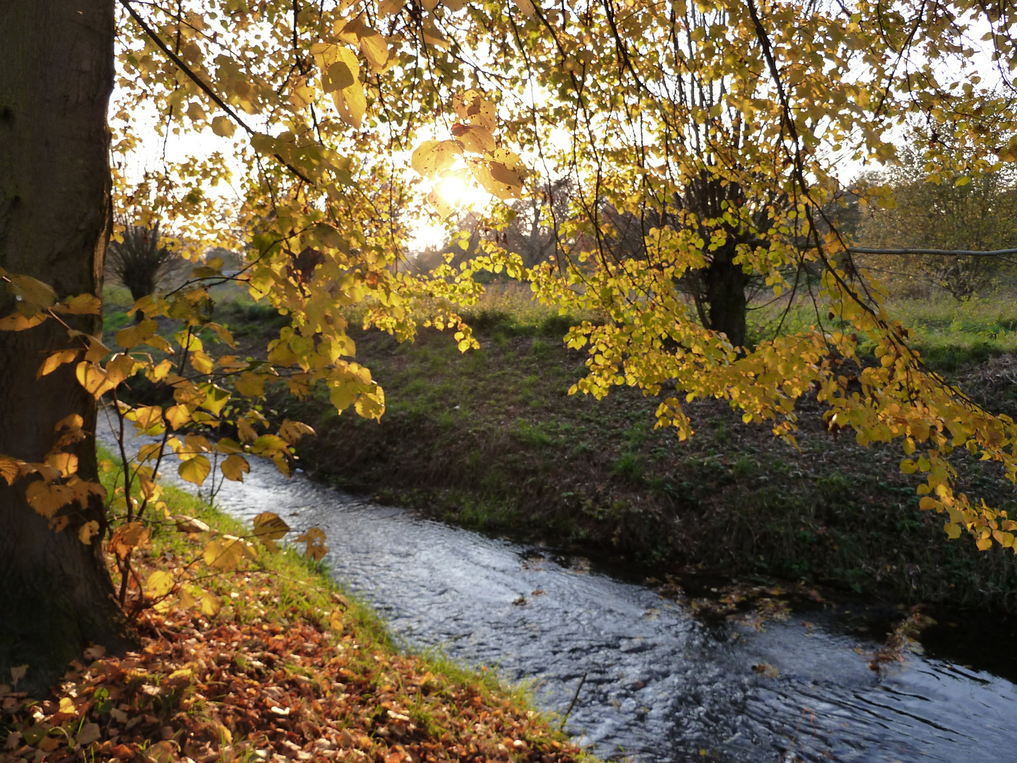 Herbstlicher Bach