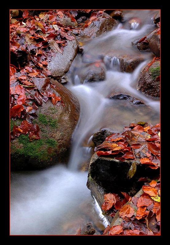 herbstlicher Bachlauf