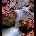 herbstlicher Bachlauf